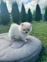 Померанче момиче, снимка 2