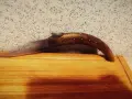 Големи Габровски Сойки Етъра, снимка 5