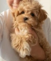 Истински Teacup Maltipoo F1 до 1,5 кг – рядко момченце от бутикова селекция, снимка 2