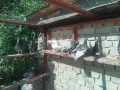 Продавам пазарджишки гълъби, снимка 5
