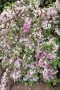 Вейгела флорида Вариегата, Weigela florida Variegata , снимка 2