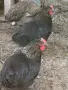Кокошки катунски + петел, снимка 3
