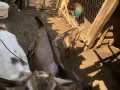 Ярета мъжко и женско, снимка 6
