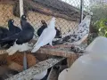 Продаам Гълъби руски кабаци, снимка 3