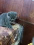 Британски късокосмести котета, снимка 4