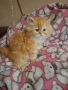 Уникално персийско котенце , снимка 6