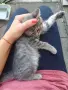 Женски котета търсят дом, снимка 11