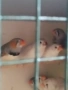 зеброви амадини, снимка 9
