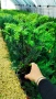 Тис, Taxus baccata, студоустойчив , снимка 7