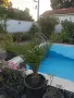 Финикови палми - различни размери, снимка 1