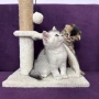 🐾 Шотландски клепоухи (Scottish Fold) и правоухи (Scottish Straight) котенца, снимка 1