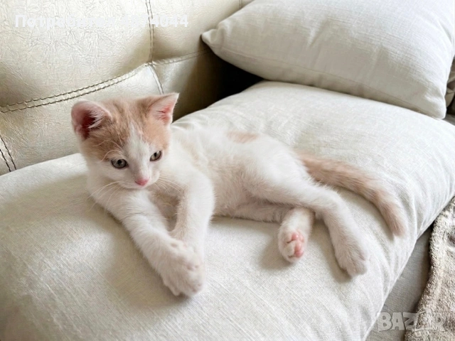 Подарявам котенца, снимка 3 - Други - 55138672