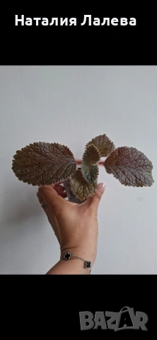 Еукодония, Еписция, eucodonia Adele, снимка 2 - Стайни растения - 55019124