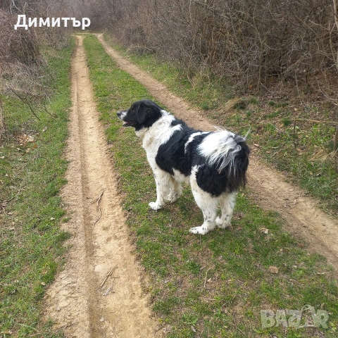 мъжко кутре, снимка 7 - Каракачанска овчарка - 55009794