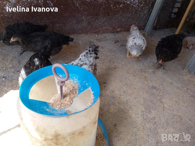 пилета кръстоска , снимка 5 - Кокошки и пуйки - 54666865