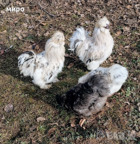 Петлета Копринки!, снимка 2 - Кокошки и пуйки - 54094743