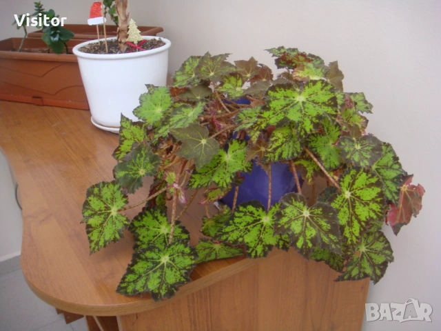 Sony Cyber-shot DSC-T200 , снимка 17 - Фотоапарати - 53957143