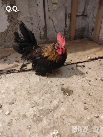 Шабо, снимка 4 - други­ - 54004043