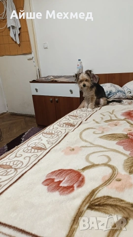 йоркширски териер на 2 години, снимка 2 - Йоркширски териер - 54089189