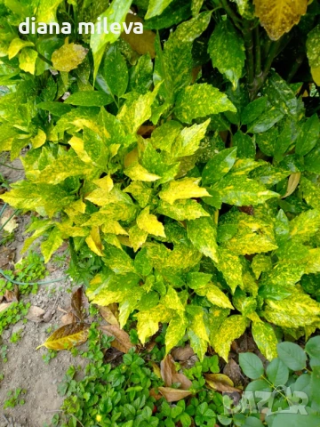 Аукуба Японика (Aucuba jap. Crotonifolia), снимка 4 - Градински цветя и растения - 54571224