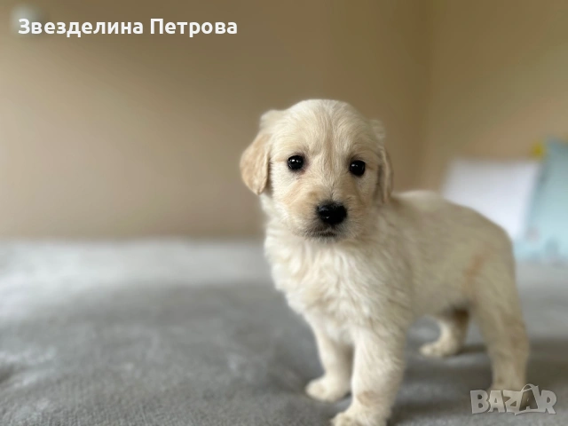 ГОЛДЪН РЕТРИВЪР, снимка 7 - Голдън ретривър - 54084435