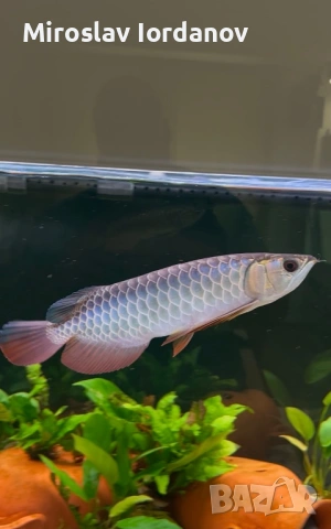 Asian Arowana gold crossback blue base, снимка 3 - Рибки - 54861529