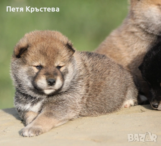 Шиба ину бебета, снимка 6 - Шиба ину - 54901189