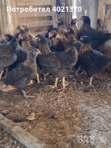 Пилета супер харко, снимка 2 - Кокошки и пуйки - 54333137