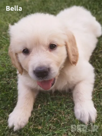 Golden retriever /puppies , снимка 4 - Голдън ретривър - 55483387