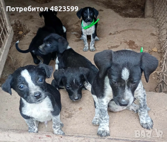 Продавам малки кученца, снимка 2 - Курцхаар - 54494072
