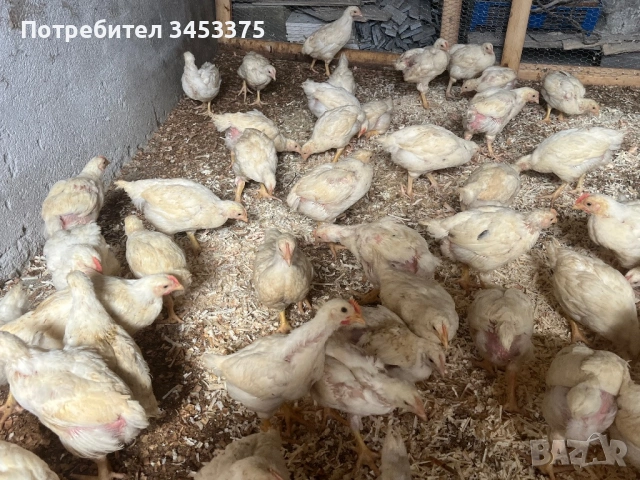 Продавам бройлерни пилета