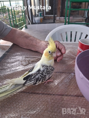 Ръчно хранена корела