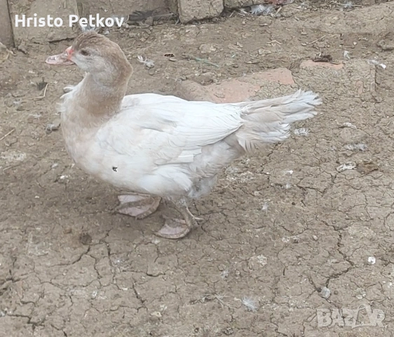 Продавам неми Патици и Патори , снимка 5 - Патици и гъски - 54097625