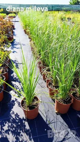 Пампаска трева розова, Cortaderia Sellona Roseа, снимка 4 - Градински цветя и растения - 55337096