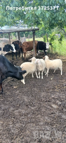 Продавам агнета, снимка 6 - Овце - 54938907