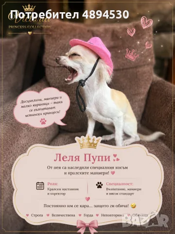 Чистокръвни мини Чихуахуа, снимка 9 - Чихуахуа - 55383127