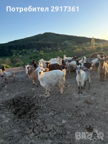 Kozi, снимка 3 - Кози - 54324895