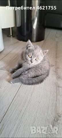Британски котенца , снимка 4 - Британска късокосместа - 55332864