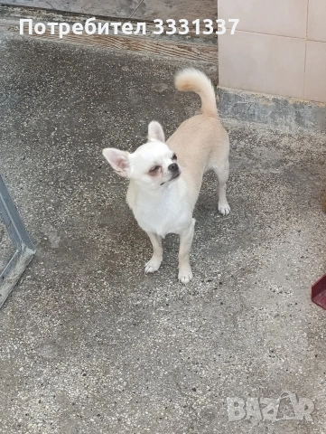 мини чихуахуа пинчер момче , снимка 4 - Чихуахуа - 54168454