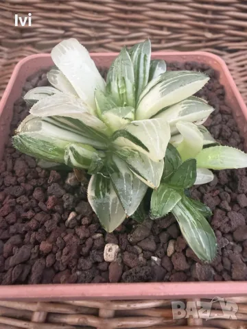 Рядка Вариегатна Хавортия (Haworthia retusa f. variegata) – Колекционерска, снимка 2 - Стайни растения - 55541122