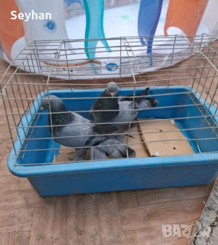 Гълъби   гълъби, снимка 3 - Гълъби - 55254198