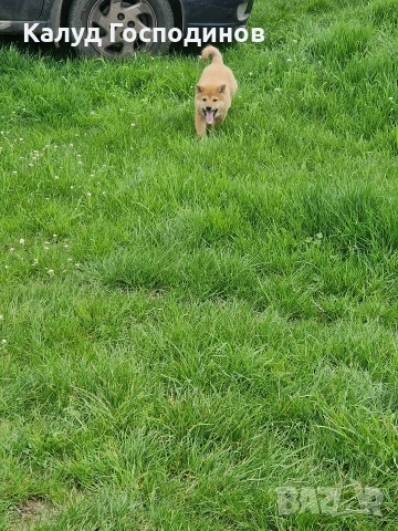 Продавам Шиба Ину, снимка 2 - Шиба ину - 53659658