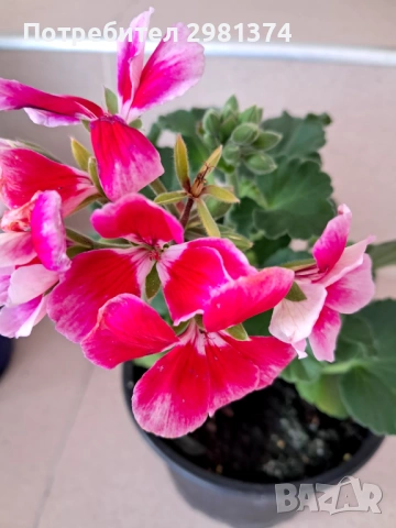 Мушкато калиопе, снимка 2 - Стайни растения - 54303862