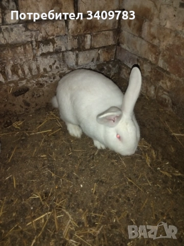 Работещ мъжки заек, снимка 3 - Други - 54015600
