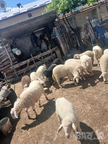 Продавам овце и кози, снимка 2 - Овце - 54865872