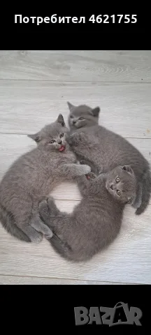Британски котенца 