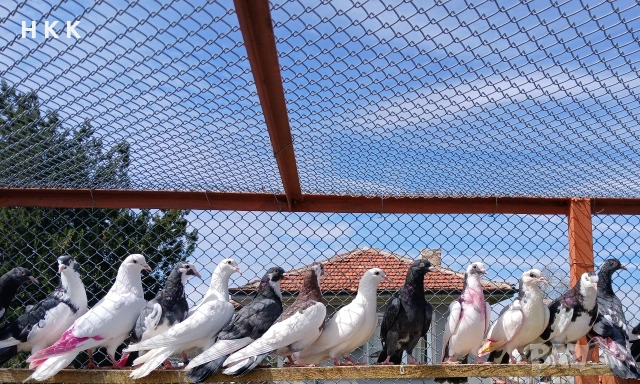 Пазарджишки гълъби , снимка 3 - Гълъби - 54061614