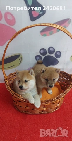 Шиба Ину Shiba inu , снимка 2 - Шиба ину - 55160857