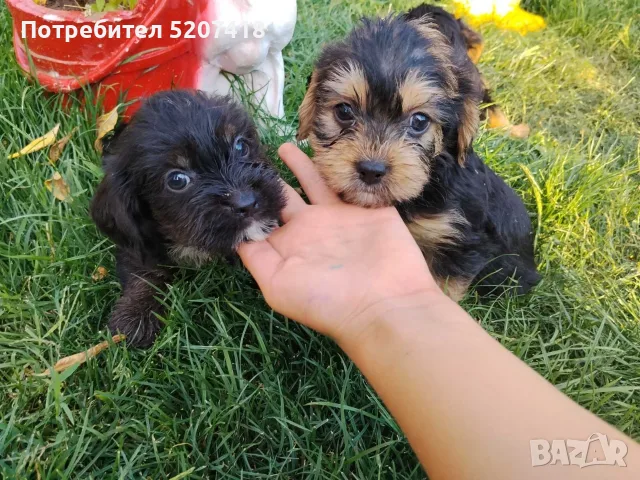 Кокер шпаньоли ., снимка 5 - Кокер шпаньол - 55575018