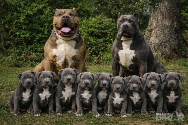 ТОП Американско були хл American bully xl ABKC, снимка 16 - Други - 55134203